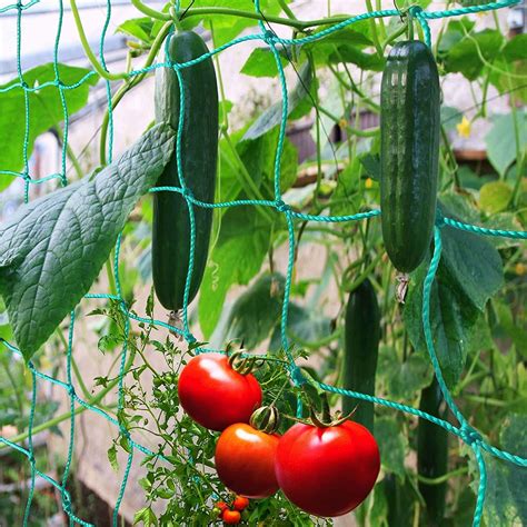 trellis netting for climbing plants